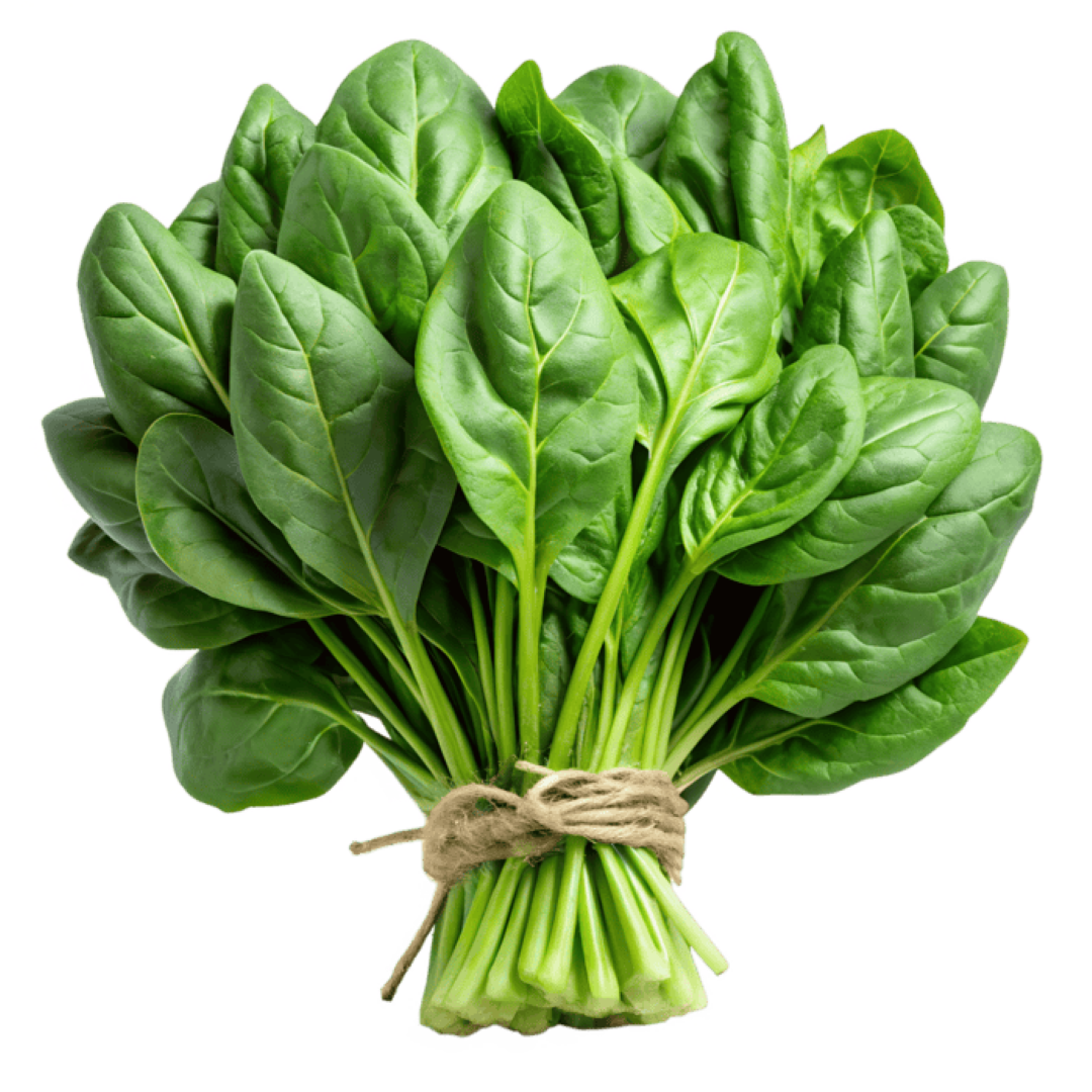 FRESH ITALIAN SPINACH